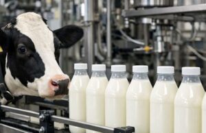 Dairy Farming in 2026: Challenges and Strategies in California and Across the USA Dairy Farming in 2026